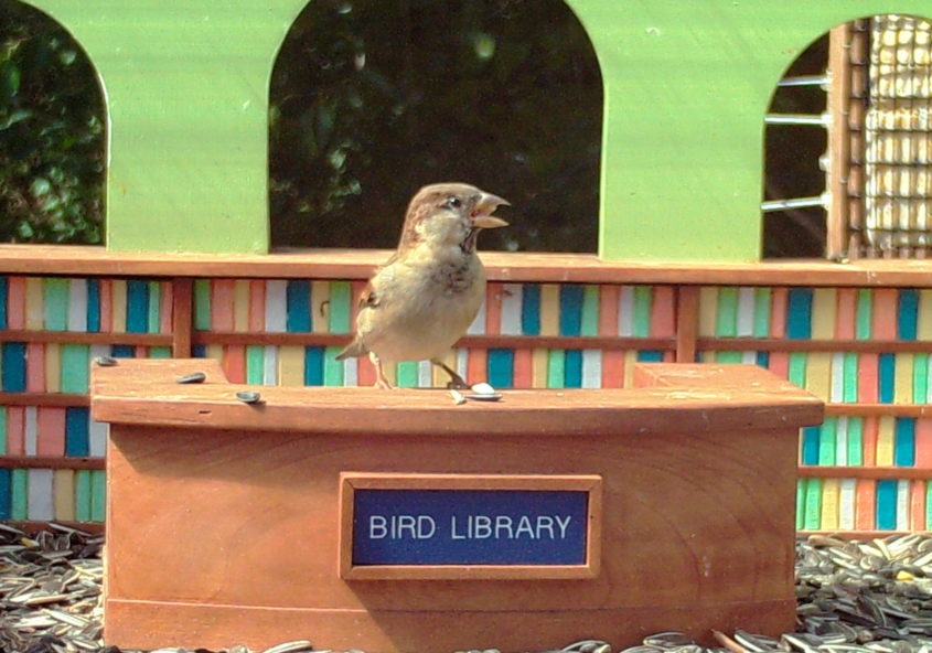 September 2019 Bird Library