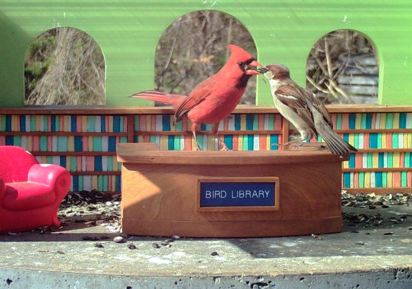 March 2020 Bird Library