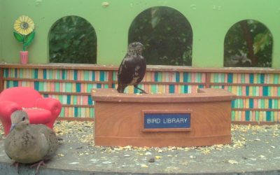 moltingcowbird-Edited