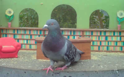 Pigeon