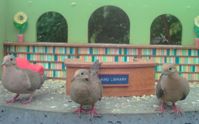 WINGSCAPES BIRDCAM PRO CAMERA