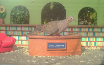 WINGSCAPES BIRDCAM PRO CAMERA