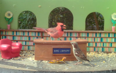 WINGSCAPES BIRDCAM PRO CAMERA