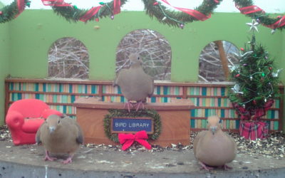 WINGSCAPES BIRDCAM PRO CAMERA