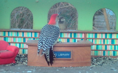 WINGSCAPES BIRDCAM PRO CAMERA