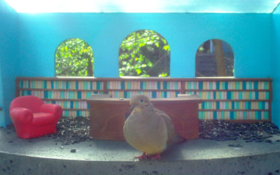 This Earth Day, Miss Dove is participating by keeping watch over the library and eating all the seed!